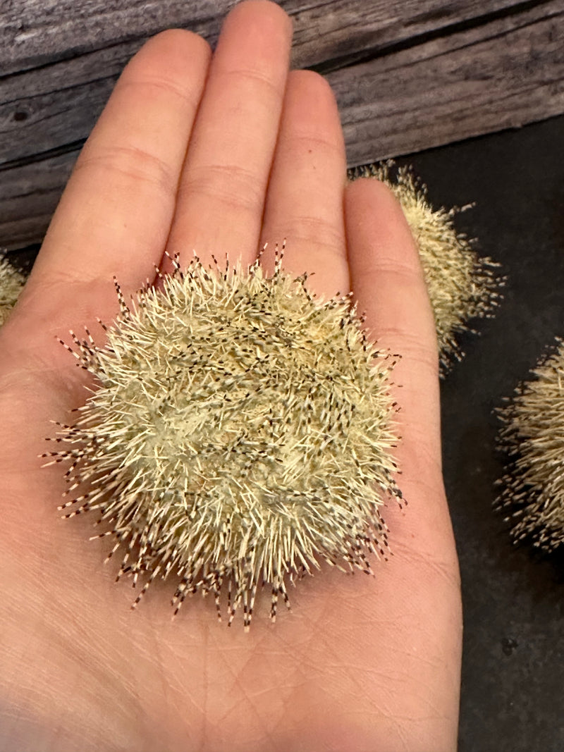 Green Ball Urchin With Spines 2"+