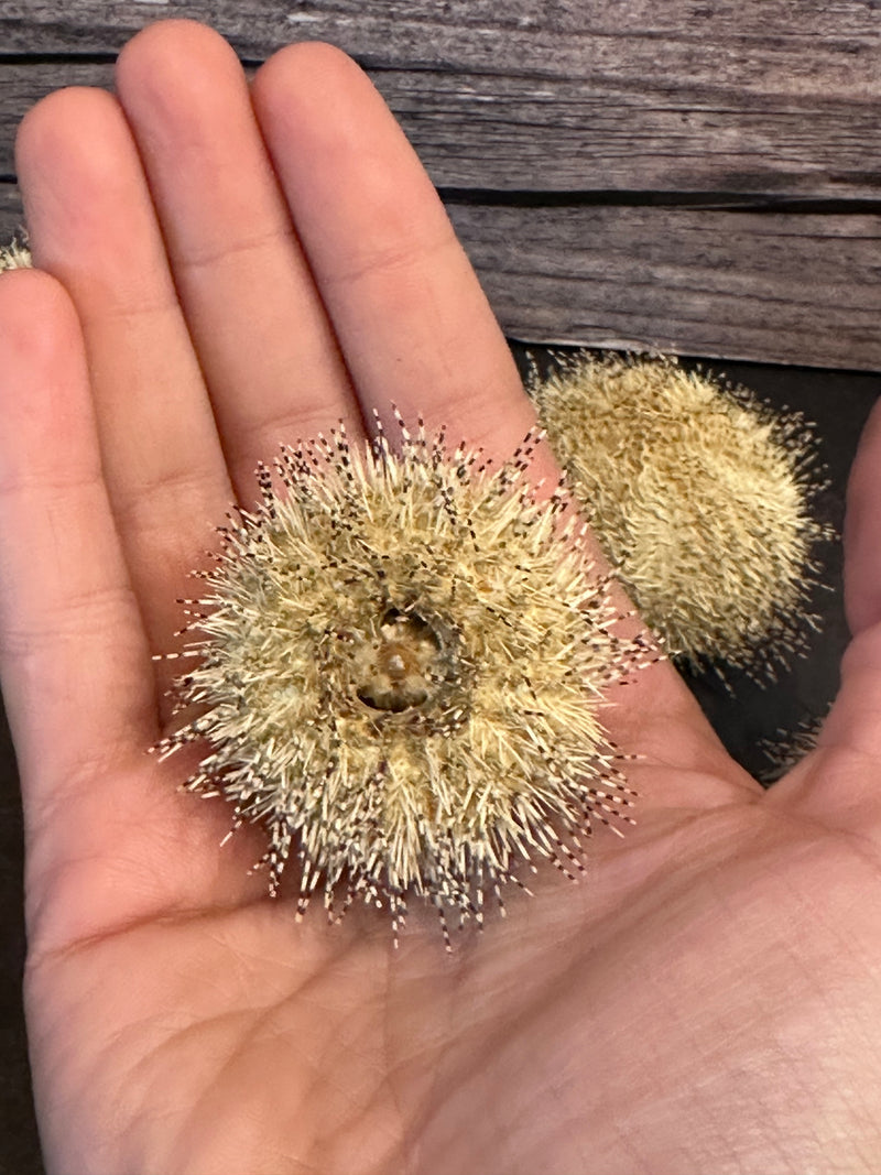 Green Ball Urchin With Spines 2"+