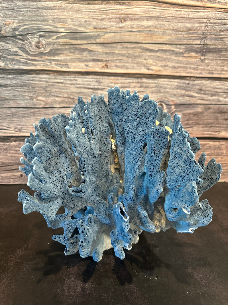 Blue Ridge Coral 12x10x10"