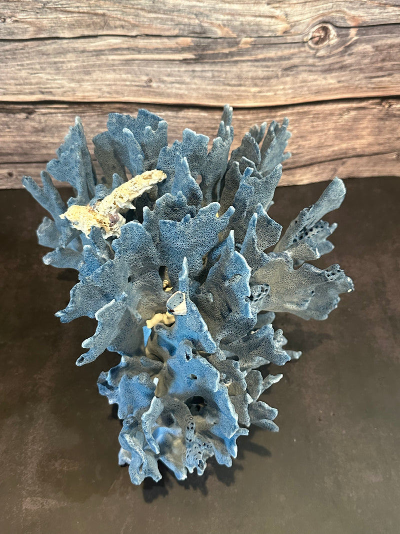 Blue Ridge Coral 12x10x10"