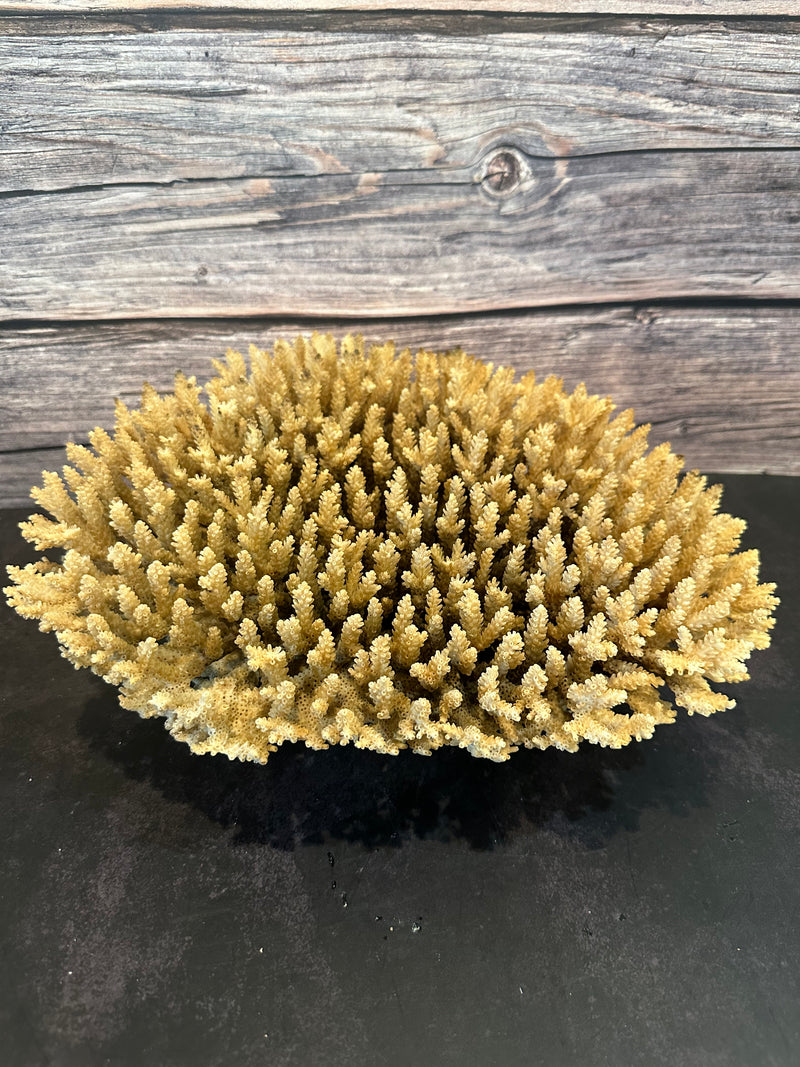 Table Coral (Natural) 12-14"