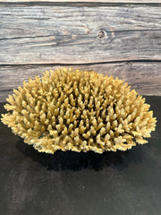 Table Coral (Natural) 12-14