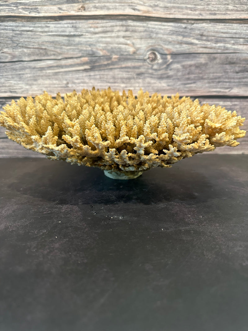 Table Coral (Natural) 12-14"