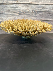 Table Coral (Natural) 12-14