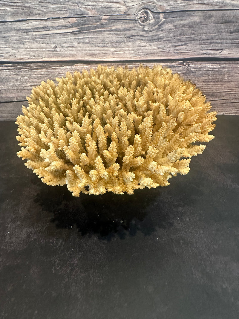 Table Coral (Natural) 12-14"