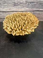 Table Coral (Natural) 12-14