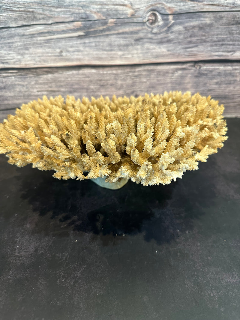 Table Coral (Natural) 12-14"