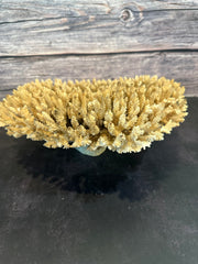 Table Coral (Natural) 12-14