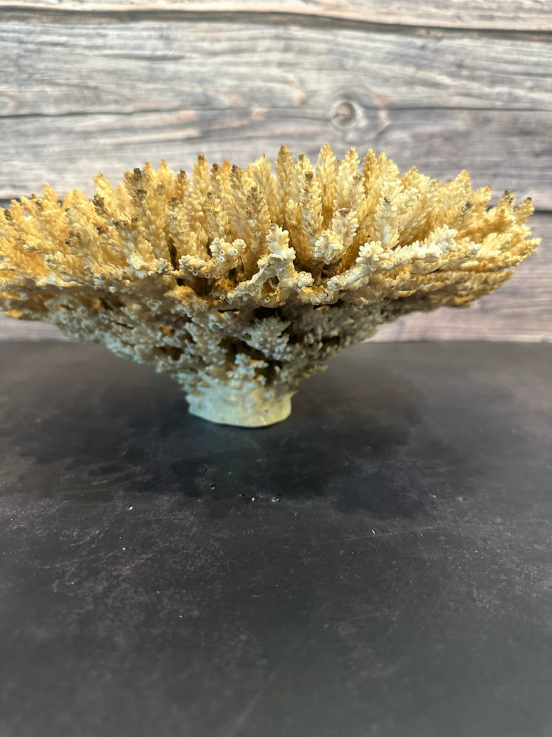 Table Coral (Natural) 12-14"