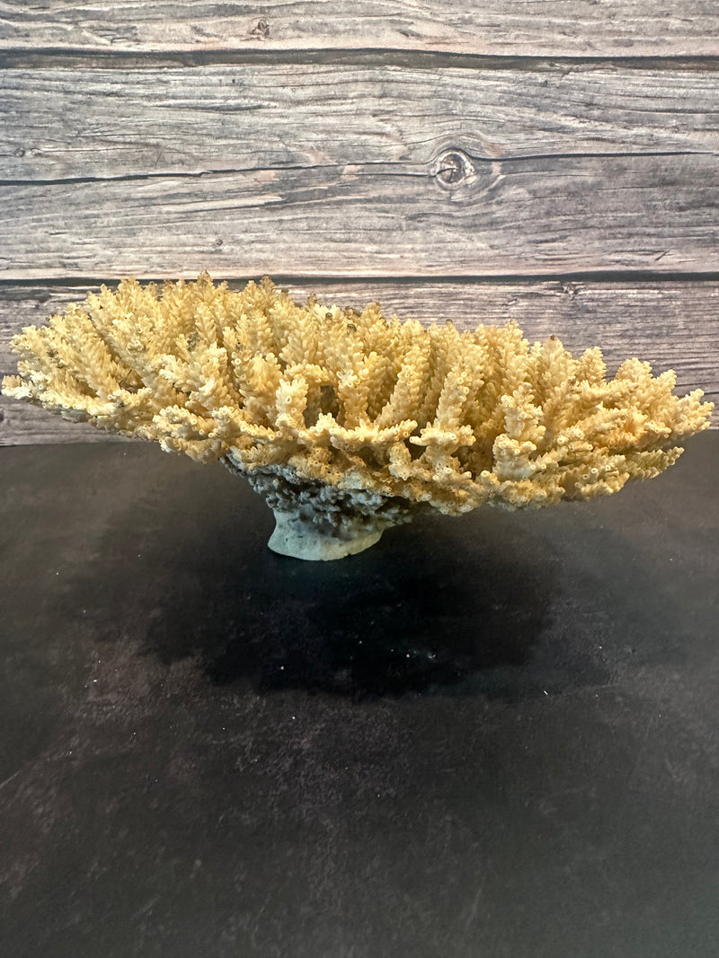 Table Coral (Natural) 12-14"