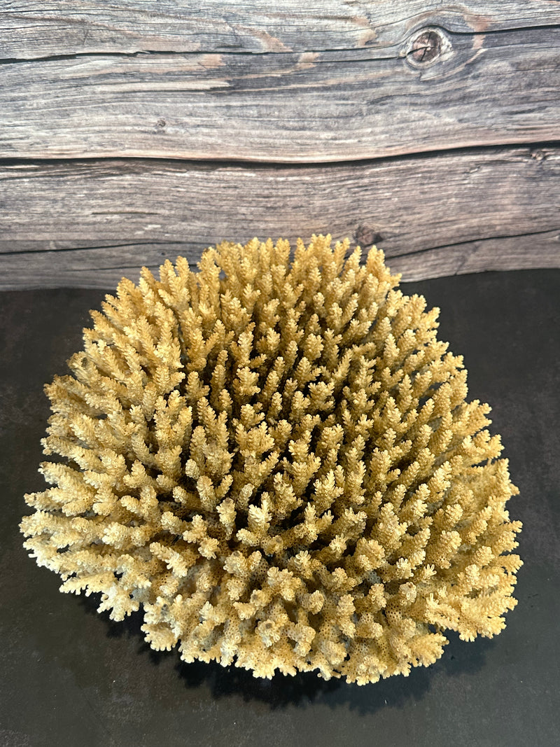 Table Coral (Natural) 12-14"