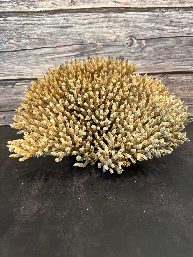 Table Coral (Natural) 12x10x6.5"