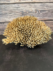 Table Coral (Natural) 12x10x6.5