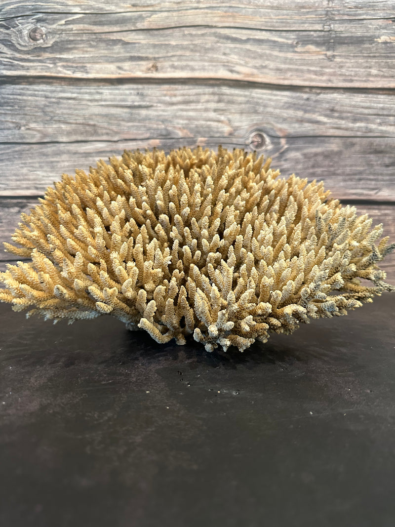 Table Coral (Natural) 12x10x6.5"