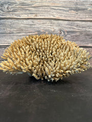 Table Coral (Natural) 12x10x6.5