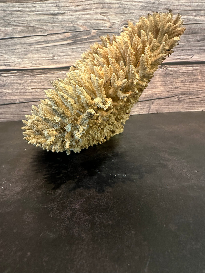 Table Coral (Natural) 12x10x6.5"