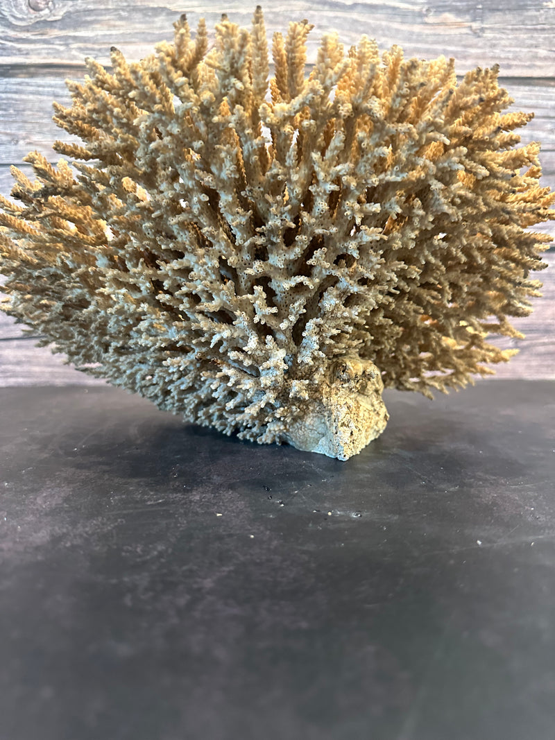 Table Coral (Natural) 12x10x6.5"