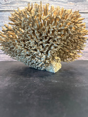 Table Coral (Natural) 12x10x6.5