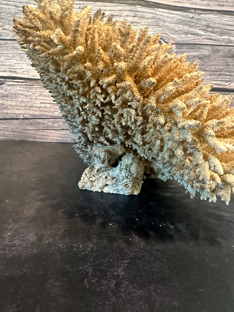 Table Coral (Natural) 12x10x6.5"