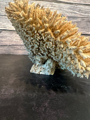 Table Coral (Natural) 12x10x6.5