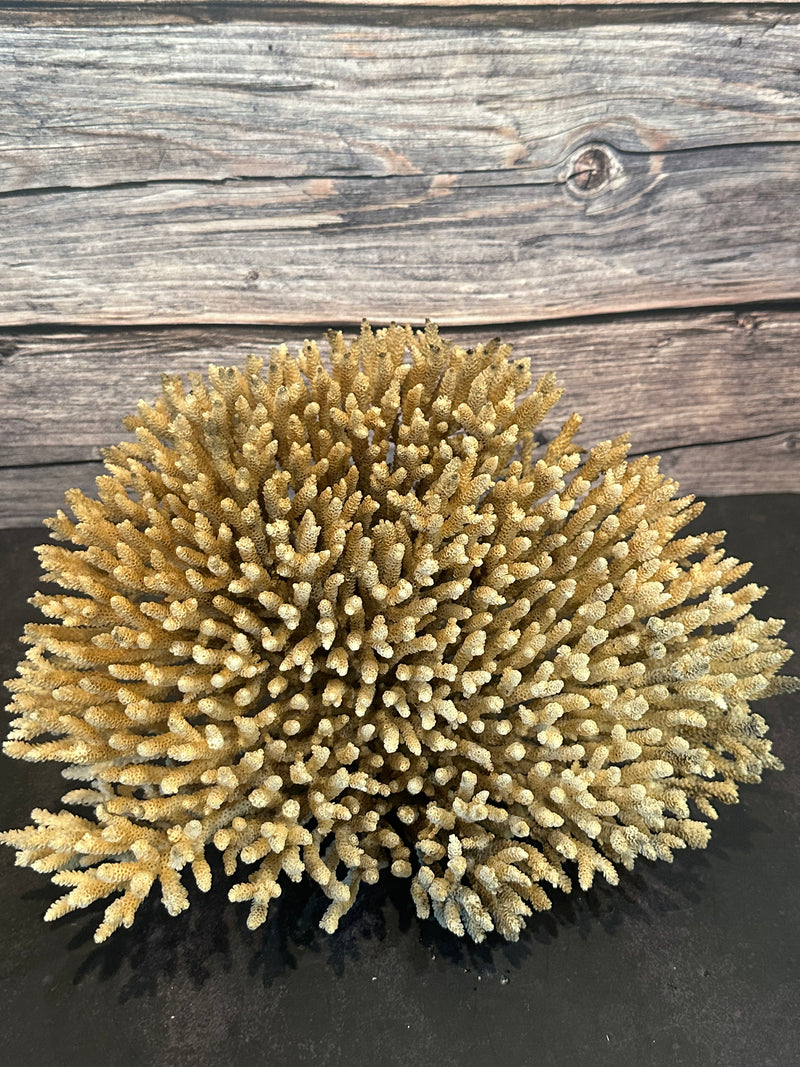 Table Coral (Natural) 12x10x6.5"