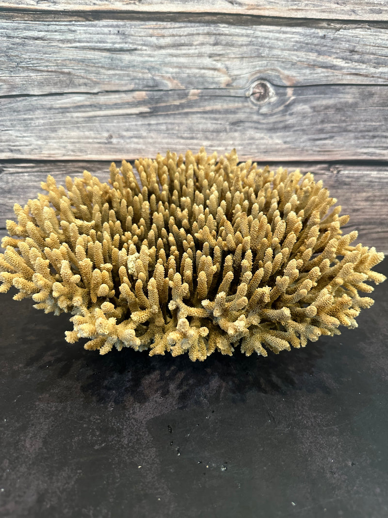 Table Coral (Natural) 12x10x5"