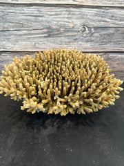 Table Coral (Natural) 12x10x5