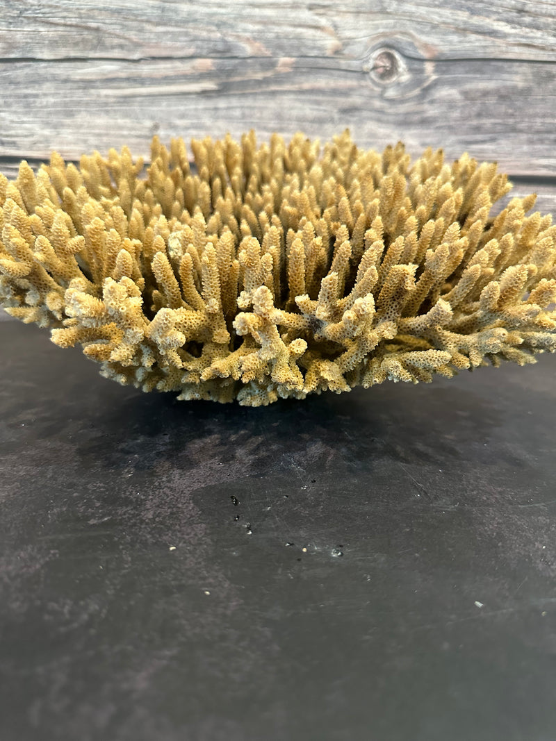 Table Coral (Natural) 12x10x5"