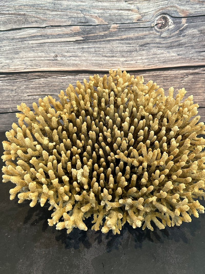 Table Coral (Natural) 12x10x5"