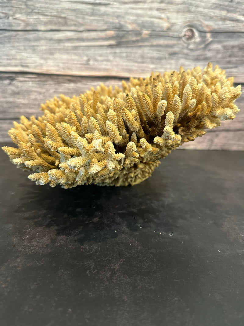 Table Coral (Natural) 12x10x5"