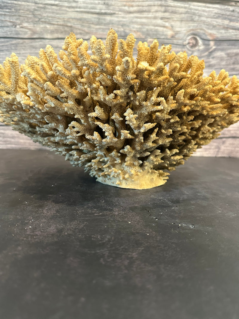 Table Coral (Natural) 12x10x5"