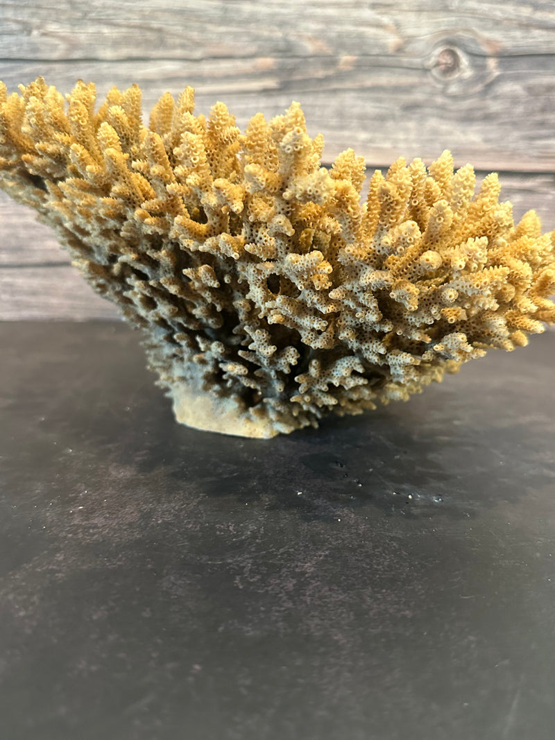 Table Coral (Natural) 12x10x5"