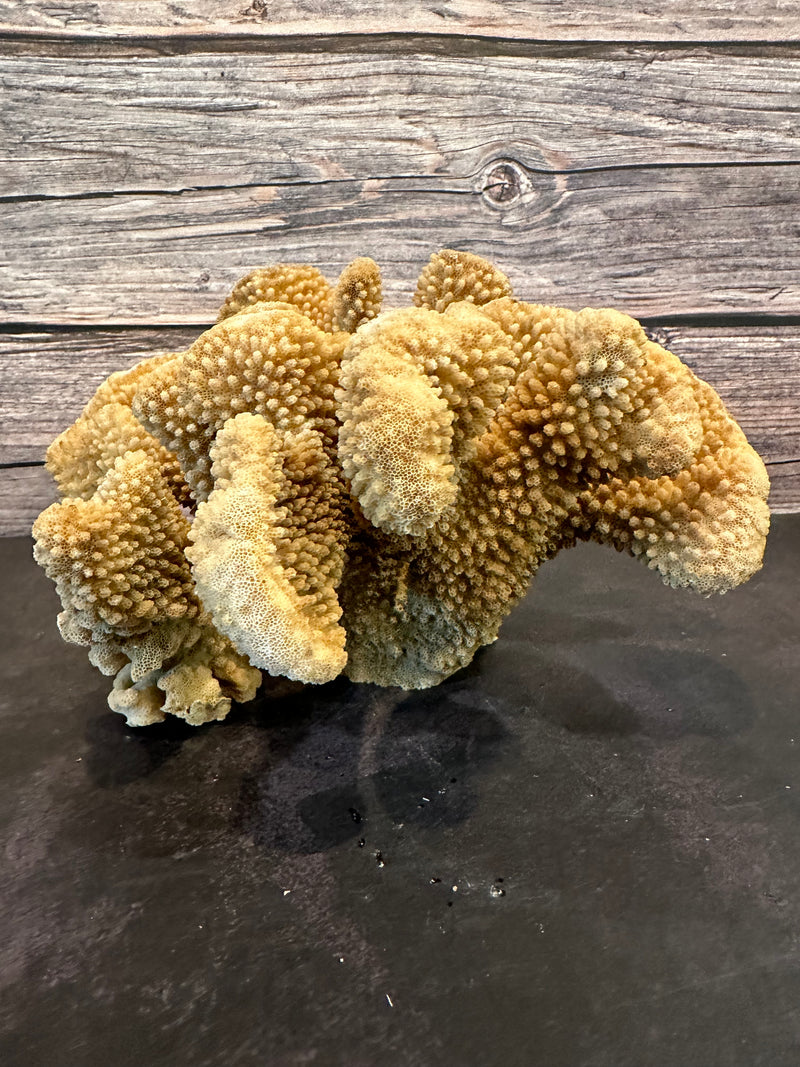 Cauliflower Coral (Natural) 10x10x5.5"