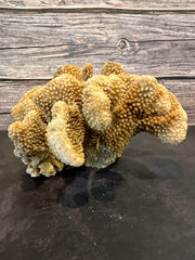 Cauliflower Coral (Natural) 10x10x5.5