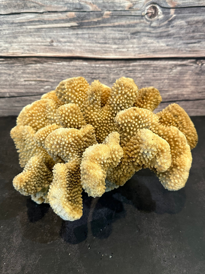 Cauliflower Coral (Natural) 10x10x5.5"