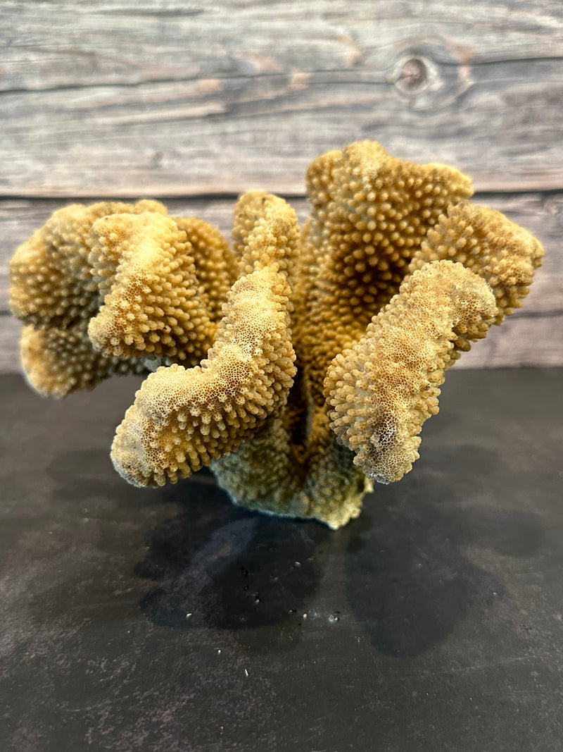 Cauliflower Coral (Natural) 10x10x5.5"