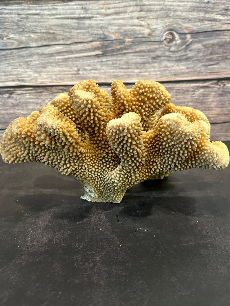 Cauliflower Coral (Natural) 10x10x5.5"