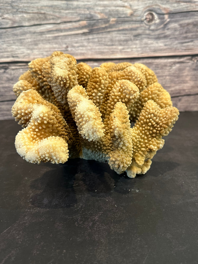 Cauliflower Coral (Natural) 10x10x5.5"