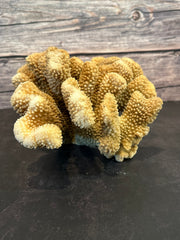 Cauliflower Coral (Natural) 10x10x5.5