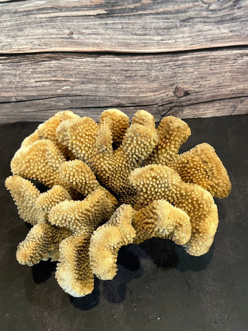 Cauliflower Coral (Natural) 10x10x5.5"