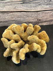 Cauliflower Coral (Natural) 10x10x5.5