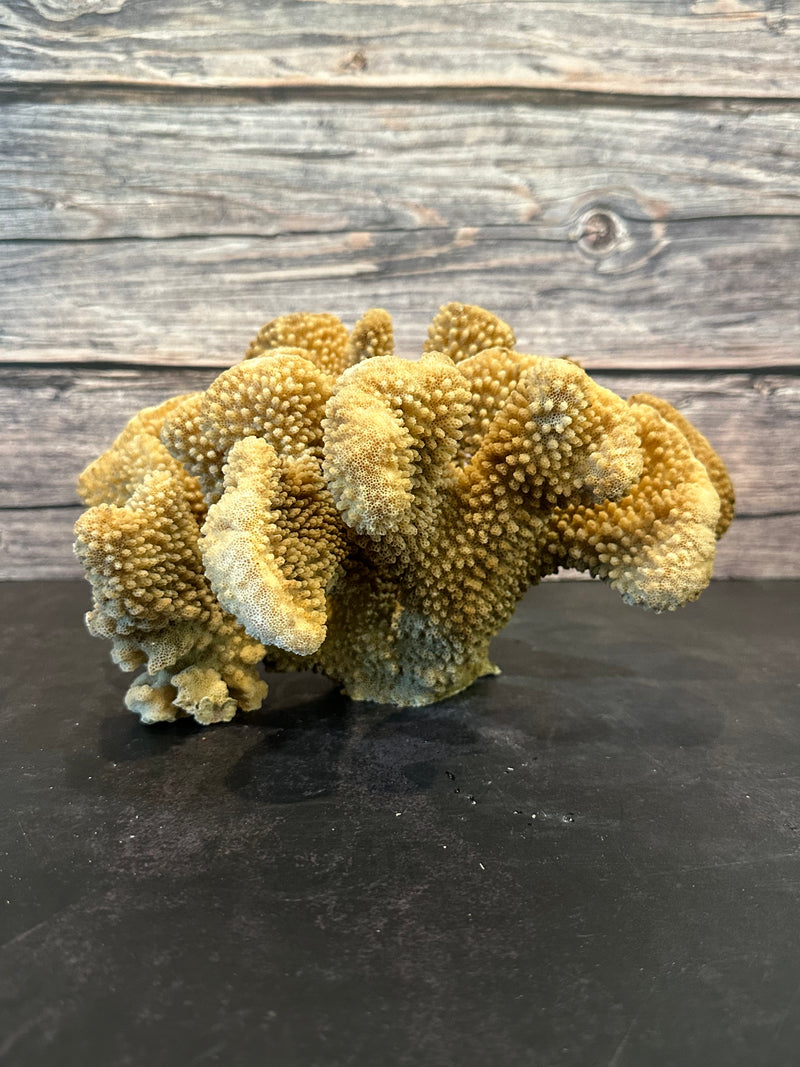 Cauliflower Coral (Natural) 10x10x5.5"