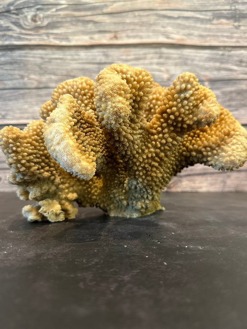 Cauliflower Coral (Natural) 10x10x5.5"