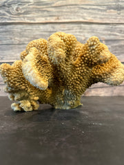 Cauliflower Coral (Natural) 10x10x5.5