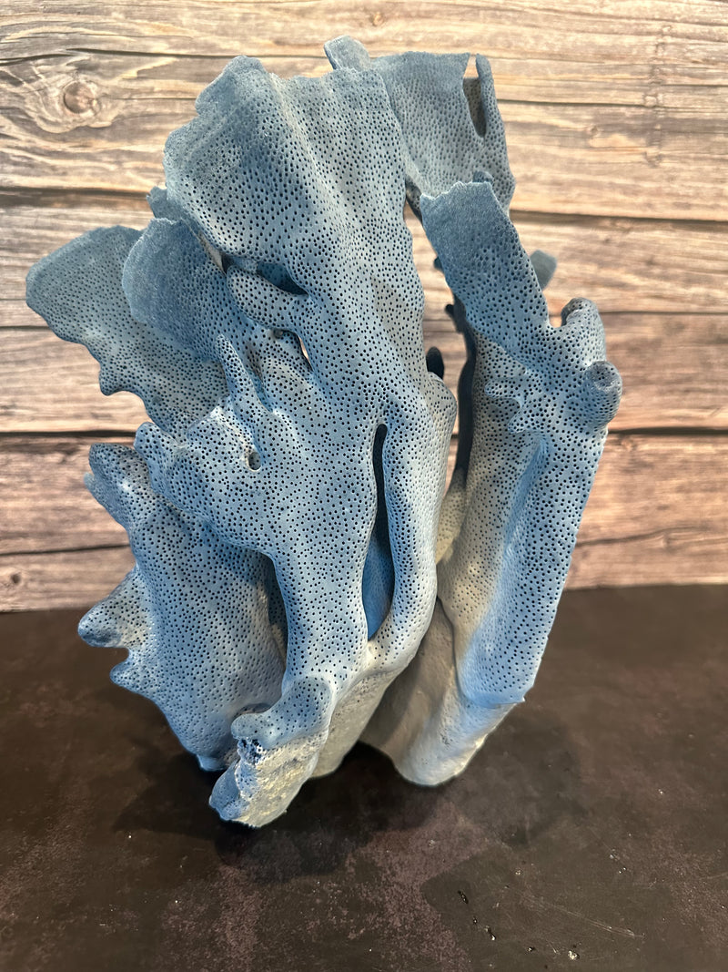 Blue Coral Show 11x10x12"