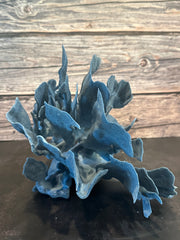 Blue Coral Show 11x10x12