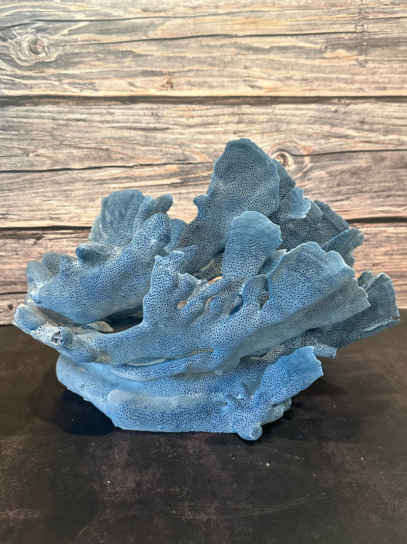 Blue Coral Show 11x10x12"