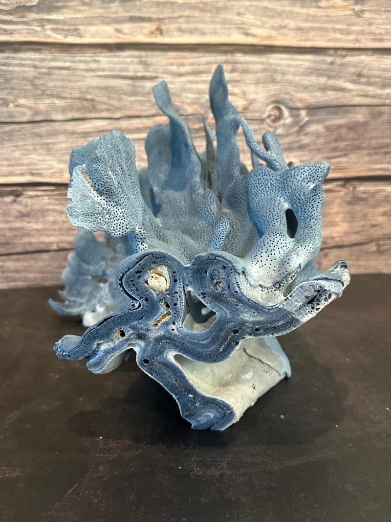 Blue Coral Show 11x10x12"