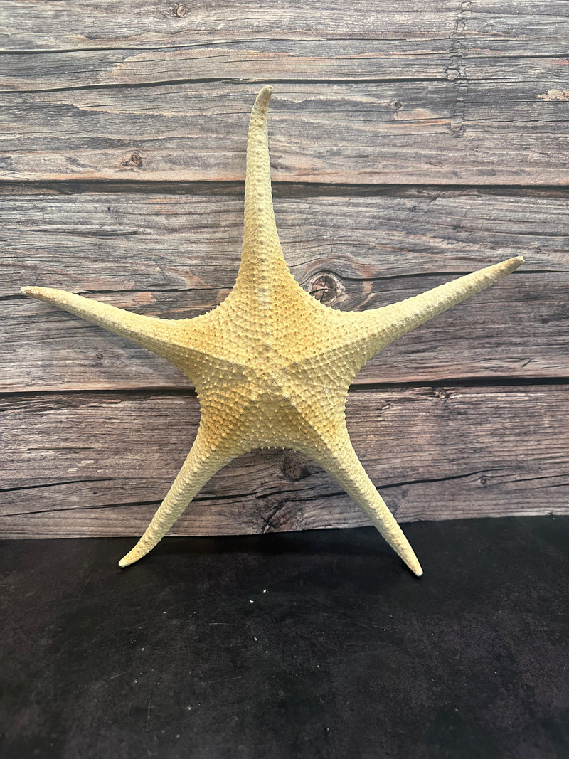 Pink Tip Starfish 14"