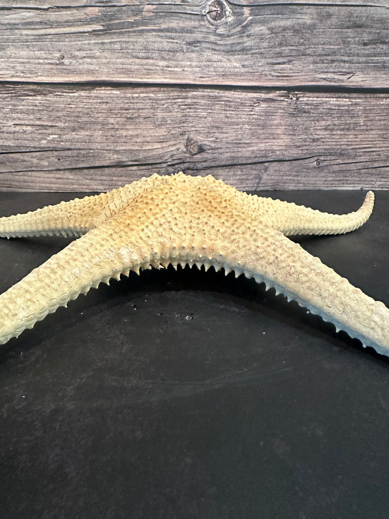 Pink Tip Starfish 14"